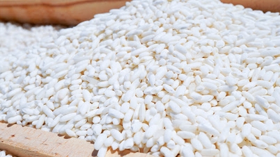 2025년 11월 22일 오늘의 쌀 가격: 수출 쌀 가격 급락