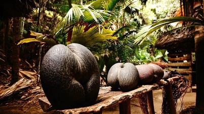 Sällsynt havskokosnöt med jättelik frukt och jättelika blad