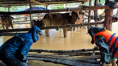 Cuaca hari ini 22 November: Dari Quang Ngai ke Dak Lak dan Khanh Hoa masih hujan
