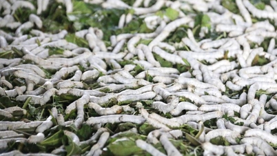 Τα επαγγέλματα της καλλιέργειας μουριών και της εκτροφής μεταξοσκωλήκων «αναβίωσαν», εκατοντάδες νοικοκυριά στο Λαμ Ντονγκ άλλαξαν τη ζωή τους