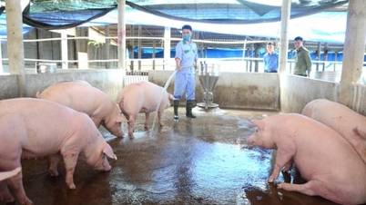 Memperluaskan skala penternakan ternakan bebas penyakit