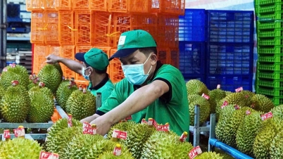 Harga durian 22 November: Durian Thailand capai 115.000 VND/kg, ekspor membaik
