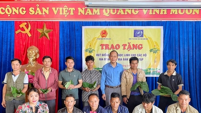 Раздача семян женьшеня открывает возможности избежать нищеты