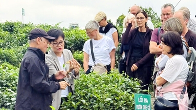 چائے کا اصل ذائقہ 'ٹچ'