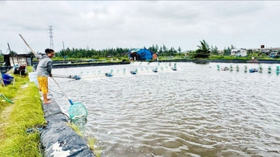 Preparing seafood for the Tet market