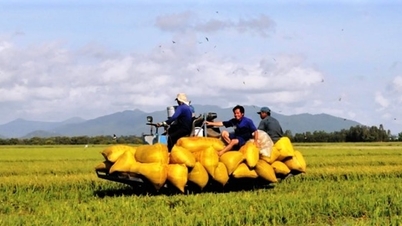 Can Tho város: Csúcstechnológiás mezőgazdaság fejlesztése az éghajlatváltozáshoz való alkalmazkodás érdekében