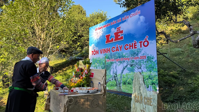 سوئی گیانگ میں آبائی چائے کے درخت کے اعزاز کی تقریب