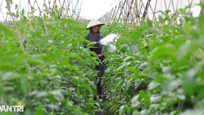 لام ڈونگ میں سیلاب سے بہت سے باغات "مٹنے" کے باوجود سبزیوں کی فراہمی کی ضمانت ہے۔