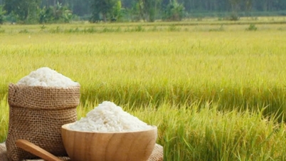 چاول کی قیمت آج 22 نومبر: چاول مستحکم، سویا بین کی قیمت مستحکم