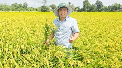 HTX Phú Nông Xanh: Hạt nhân liên kết lúa chất lượng cao biên giới Tây Nam