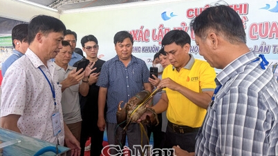 ປູ​ເກືອບ 1,9 ກິ​ໂລ​ໄດ້​ປະກົດ​ຕົວ​ຢູ່​ງານ​ປະ​ກວດ “ການ​ຕັ້ງ​ບັນທຶກ” ສຳລັບ​ປູ​ກ່າ​ເມົາ.