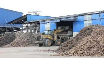 Det är nödvändigt att säkerställa källan till färsk kassavamaterial för att förse fabrikerna.