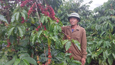 Coffee Harvest 2025-2026: Worried about adverse weather and labor shortage
