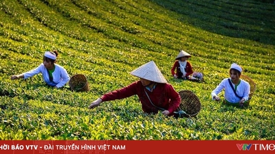 롱콕의 가을 단풍: 푸토의 차 언덕 사이의 평화로운 그림