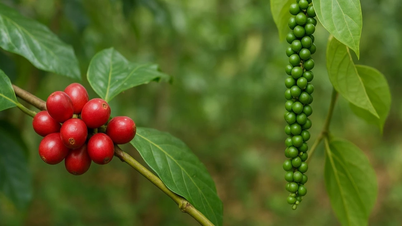 22. listopadu prudce vzrostly ceny kávy a pepře o 1 000–1 500 VND/kg.