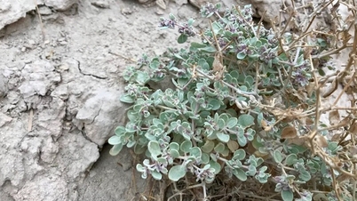 Oppdag hemmeligheten bak en plante som tåler temperaturer opptil 49 °C