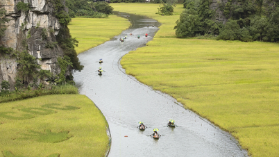 A nyugati turisták imádnak gazdálkodni Vietnámban: reggel rizst ültetnek, délután bivalyokat terelik
