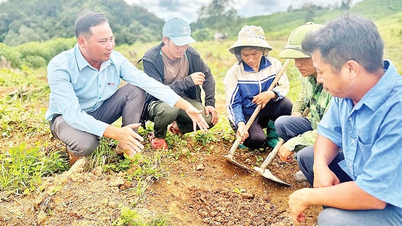 Dien Bien proactively removes difficulties in agricultural production support projects