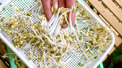 Vegetable prices increase, Hanoians make their own bean sprouts, sprouts, design meals '3 dishes for 2'