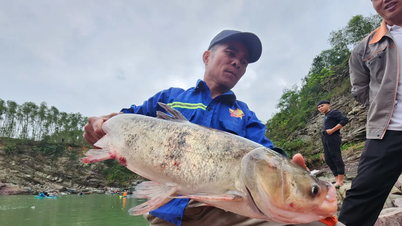 Doc Mieu su tahliye kanalının kapatılması üzerine Ha Tinh halkı balık tutmak için Ke Go Gölü'nün eteklerine akın etti
