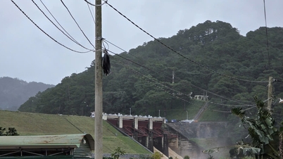 Kräv att vattenkraftverken vid Dong Nai-floden driver dränering, vilket skapar kapacitet för att förebygga översvämningar nedströms.