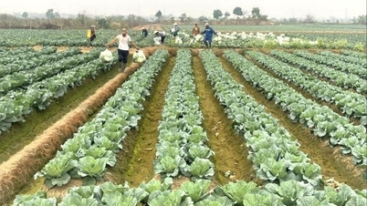 Η Χάι Φονγκ επεκτείνει την παραγωγή χειμερινών καλλιεργειών