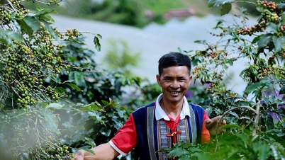 コーラムドン族がチュムイ山の麓にOCOPコーヒーブランドを設立