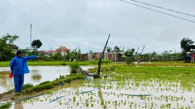 Làng rau, làng hoa Ngọc Lãng – Ngọc Phước 2 mất trắng sau trận lũ lịch sử