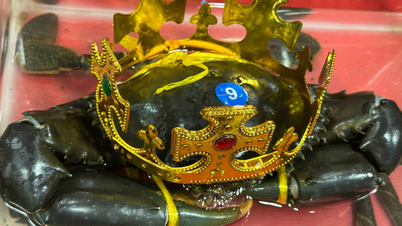 Vietnam'daki en büyük yengeç rekorunu kırmak için 'yengeçlerin kralı' bulundu