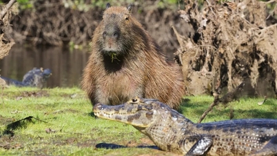 Mengapa capybara boleh terletak di sebelah buaya dan masih selamat?