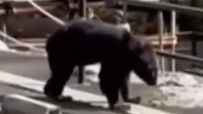 Ведмідь нападає на локшину, шеф-кухар дає відсіч, а потім… продовжує працювати