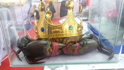 까마우, 베트남 기록 세우는 가장 무거운 '킹크랩' 수색