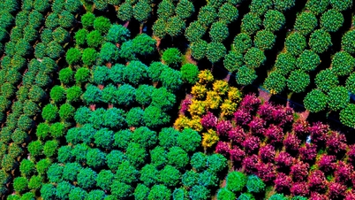 Подготовка к сезону хризантем Тет