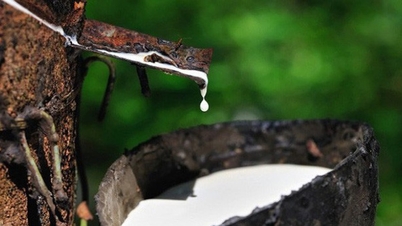 23 नवंबर को रबर की कीमत: टोकॉम फ्लोर ने नया साप्ताहिक शिखर स्थापित किया