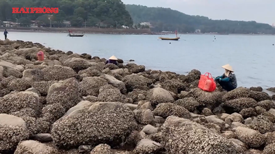 ドソンのユニークな貝殻拾い工芸