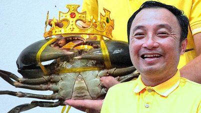 Το «βασιλικό καβούρι» Ca Mau που ζυγίζει πάνω από 1,8 κιλά προτείνεται να καταρρίψει το ρεκόρ του Βιετνάμ