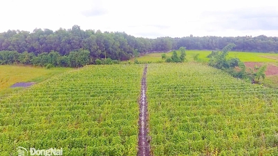 کمون ژوان لوک، کشاورزی پاک را ترویج می‌دهد و مسیری پایدار را برای کشاورزان می‌گشاید