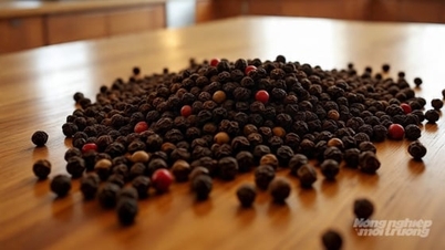 Τιμή πιπεριού σήμερα 23 Νοεμβρίου 2025: Αυτή την εβδομάδα αυξήθηκε κατά 2.500 VND