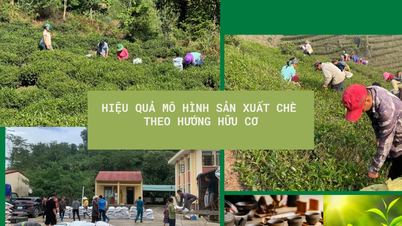 A bio teatermelési modell hatékonysága