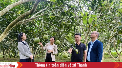 Att bygga ett "varumärke" för fruktprodukter