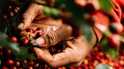 Coffee price November 23: Deep drop across the board, down to 2,200 VND/kg