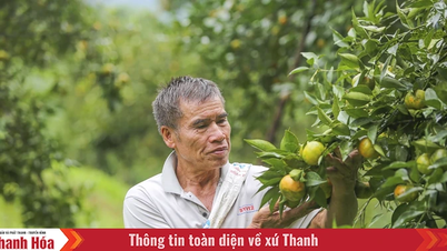 Pomarańcze i mandarynki Pu Luong, drzewa redukujące ubóstwo wśród mieszkańców gór