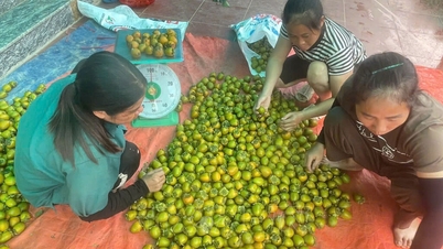 Arbre d'exception centenaire atteignant le statut de grande marque