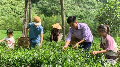 "إيقاظ" مناطق الشاي القاحلة من خلال التحول الرقمي