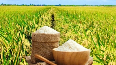 Цена на рис сегодня, 23 ноября и на прошлой неделе: экспорт риса резко сократился
