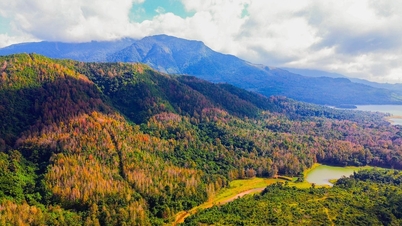 Ahornwald im Herbstlaub