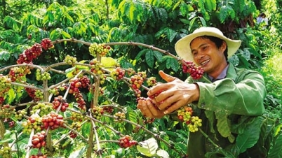 2025年11月23日のコーヒー価格：今週は3,000ドン近く急騰