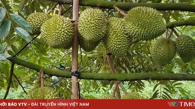 두리안은 여전히 ​​주요 수출 상품이다.