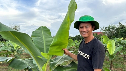 바오람 1 외딴 마을의 2-in-1 농업으로 얻는 이중 혜택