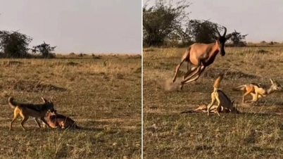 Nasib tragis antelop yang baru lahir